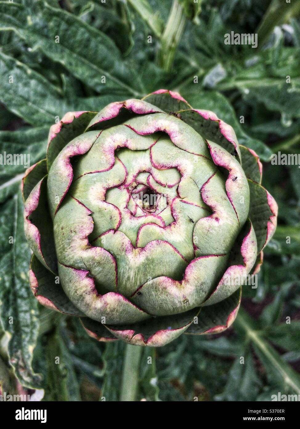 Gros plan d'un artichaut organique, Cynara scolymus. - Image de stock capturée avec un smartphone