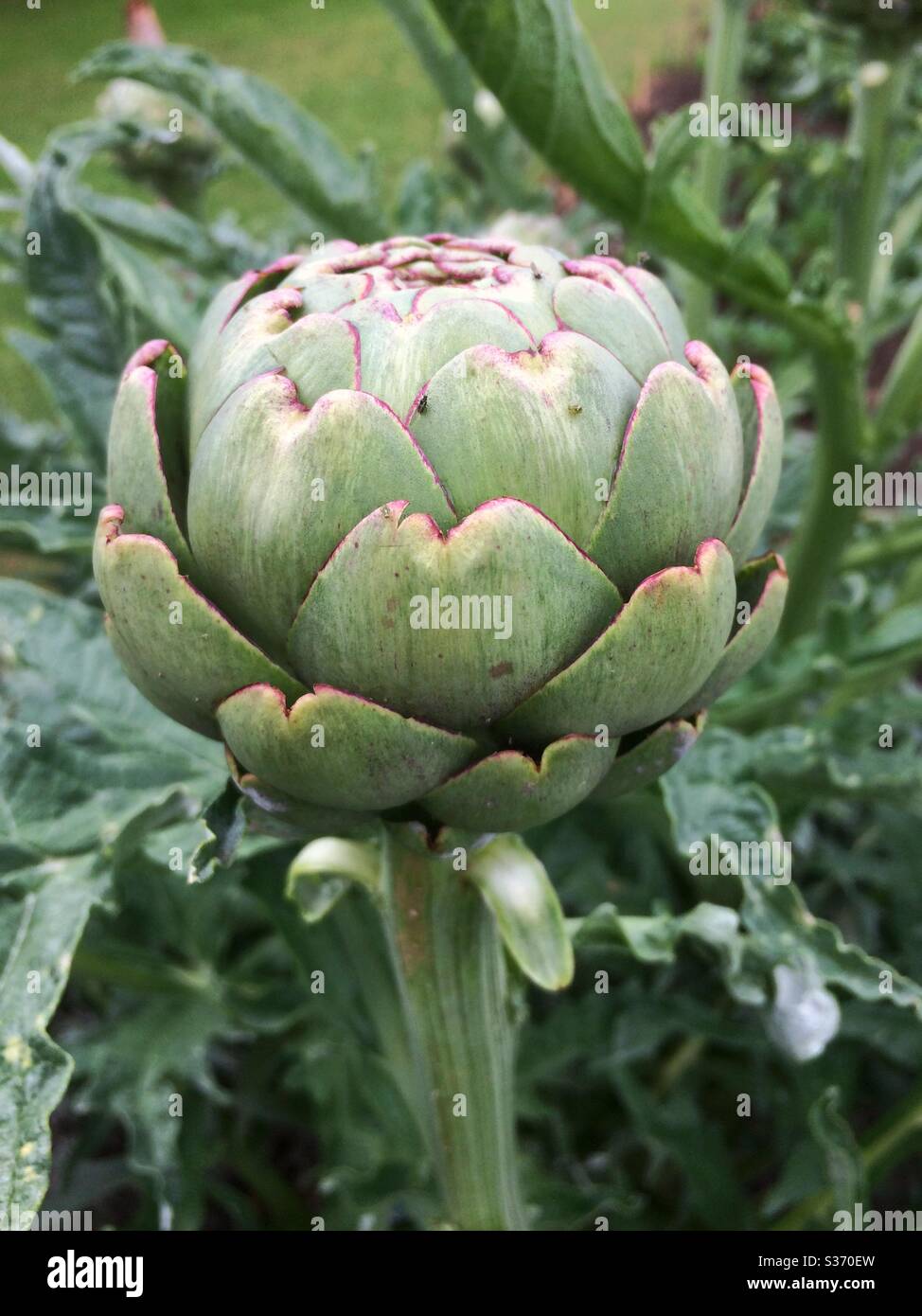 Gros plan d'un artichaut organique, Cynara scolymus. - Image de stock capturée avec un smartphone