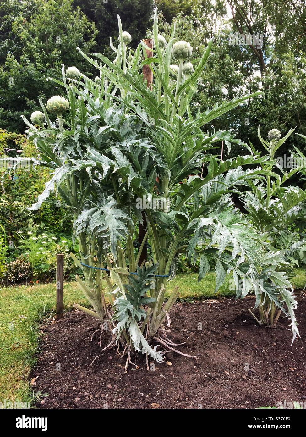 Plante d'artichaut organique (Cynara scolymus) - Image de stock capturée avec un smartphone