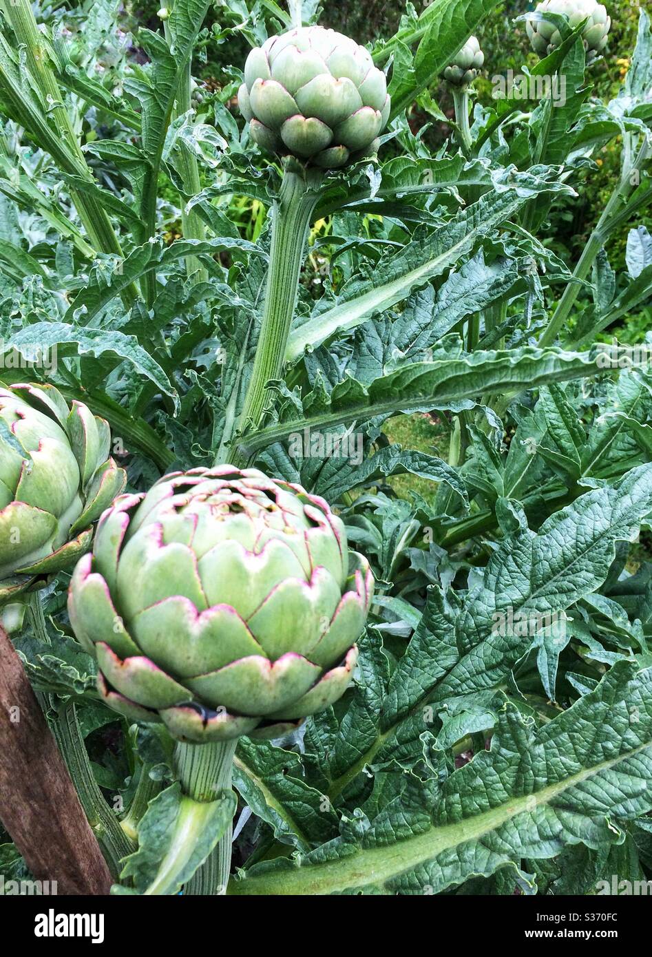 Deux bourgeons d'artichaut organique (Cynara scolymus) - Image de stock capturée avec un smartphone