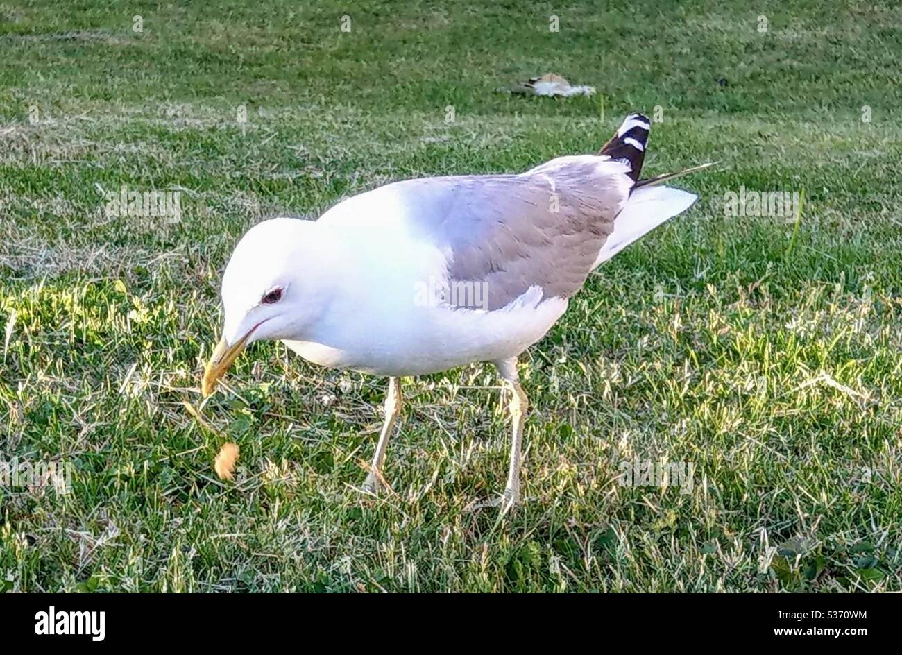 Mouette mangeant sur l'herbe - Image de stock capturée avec un smartphone Mouette mangeant sur l'herbe - Image de stock capturée avec un smartphone