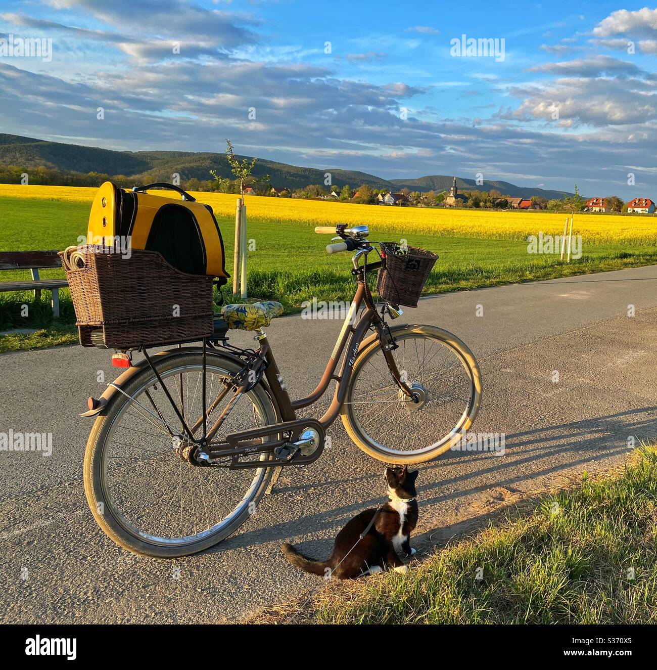 Chat A Velo Banque D Image Et Photos Alamy
