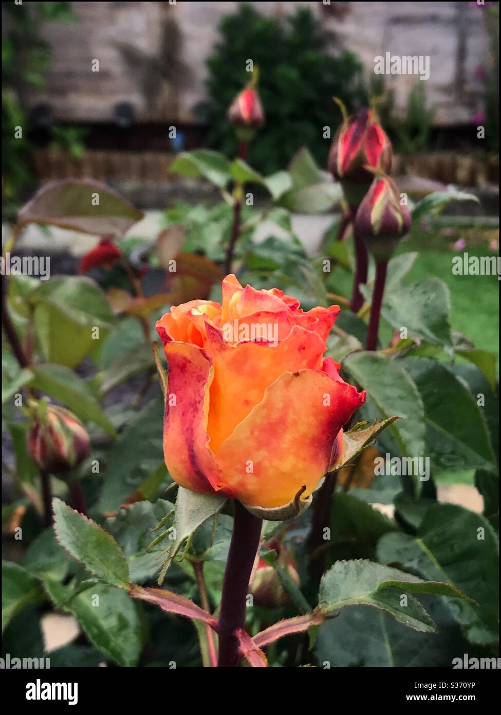 Rosebud orange et jaune vif avec des bourgeons plus petits dans le cadre du jardin. Banque D'Images