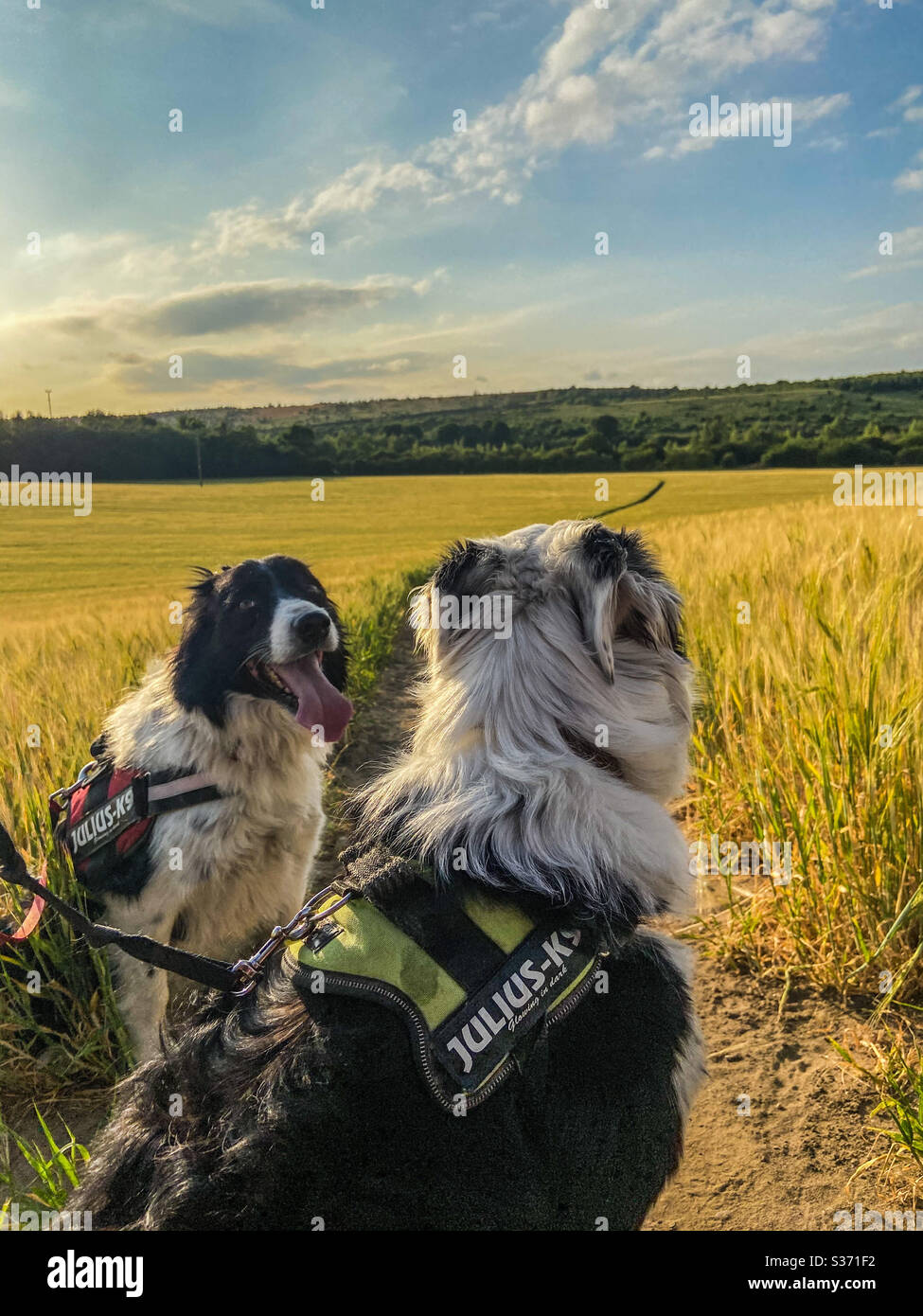 Promenades dans la campagne Banque D'Images