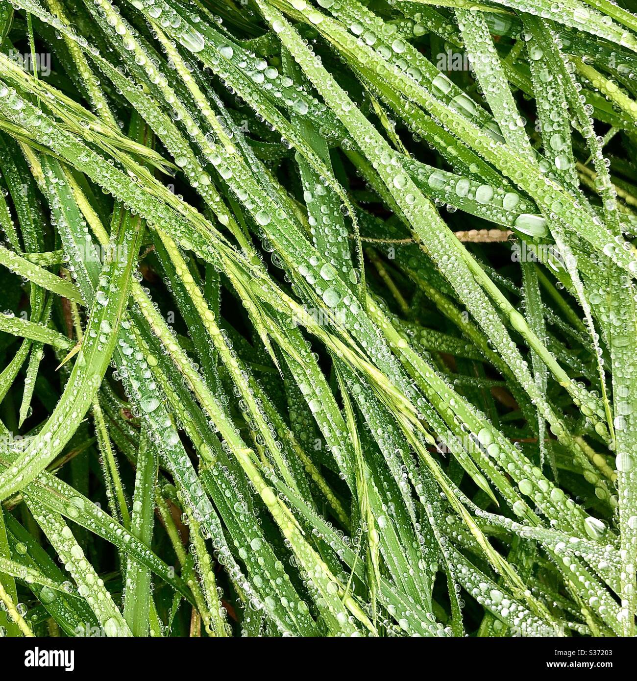 Gouttes de pluie sur l'herbe longue. Banque D'Images