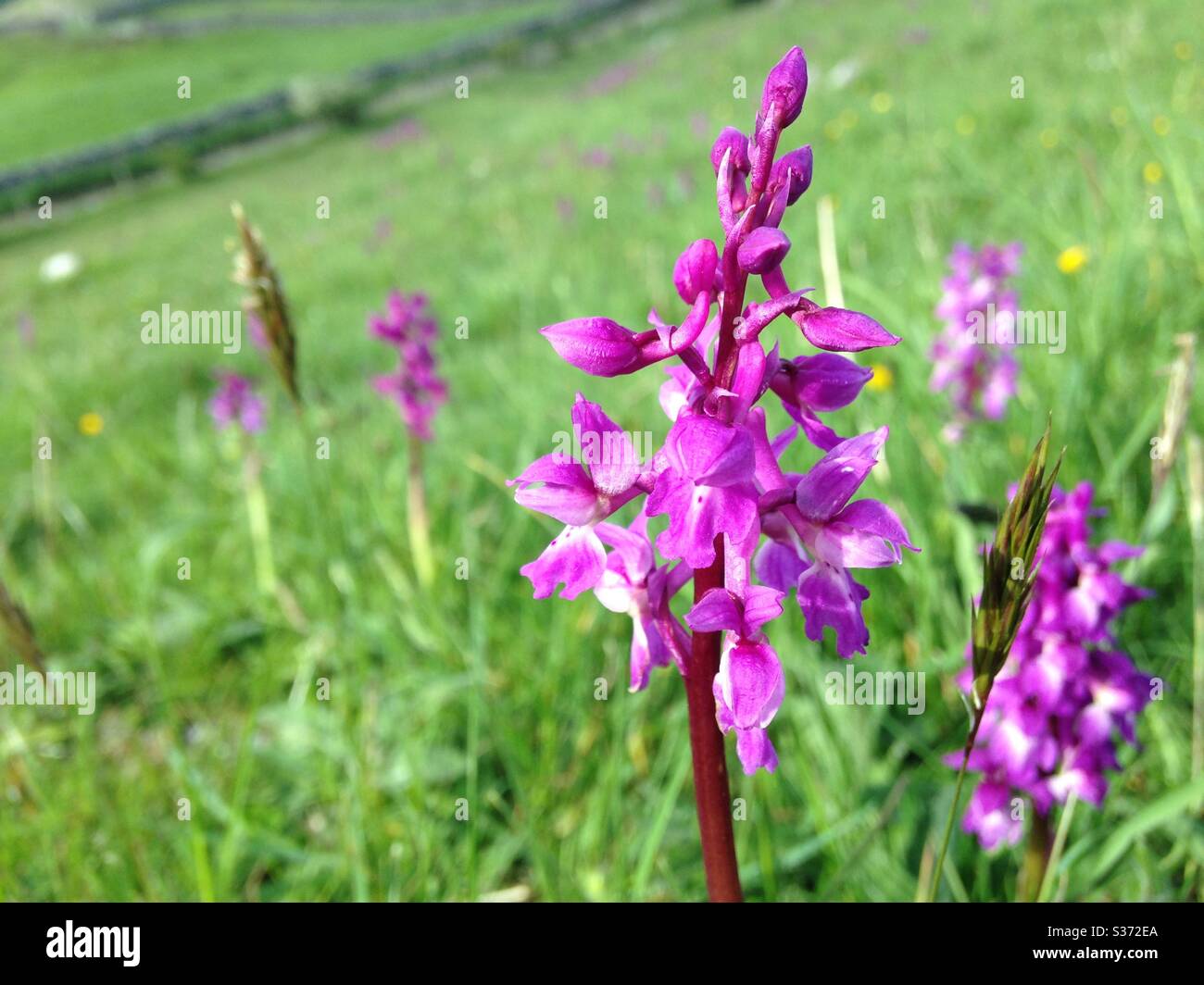 Fleur sauvage à Peak Distict, Royaume-Uni Banque D'Images