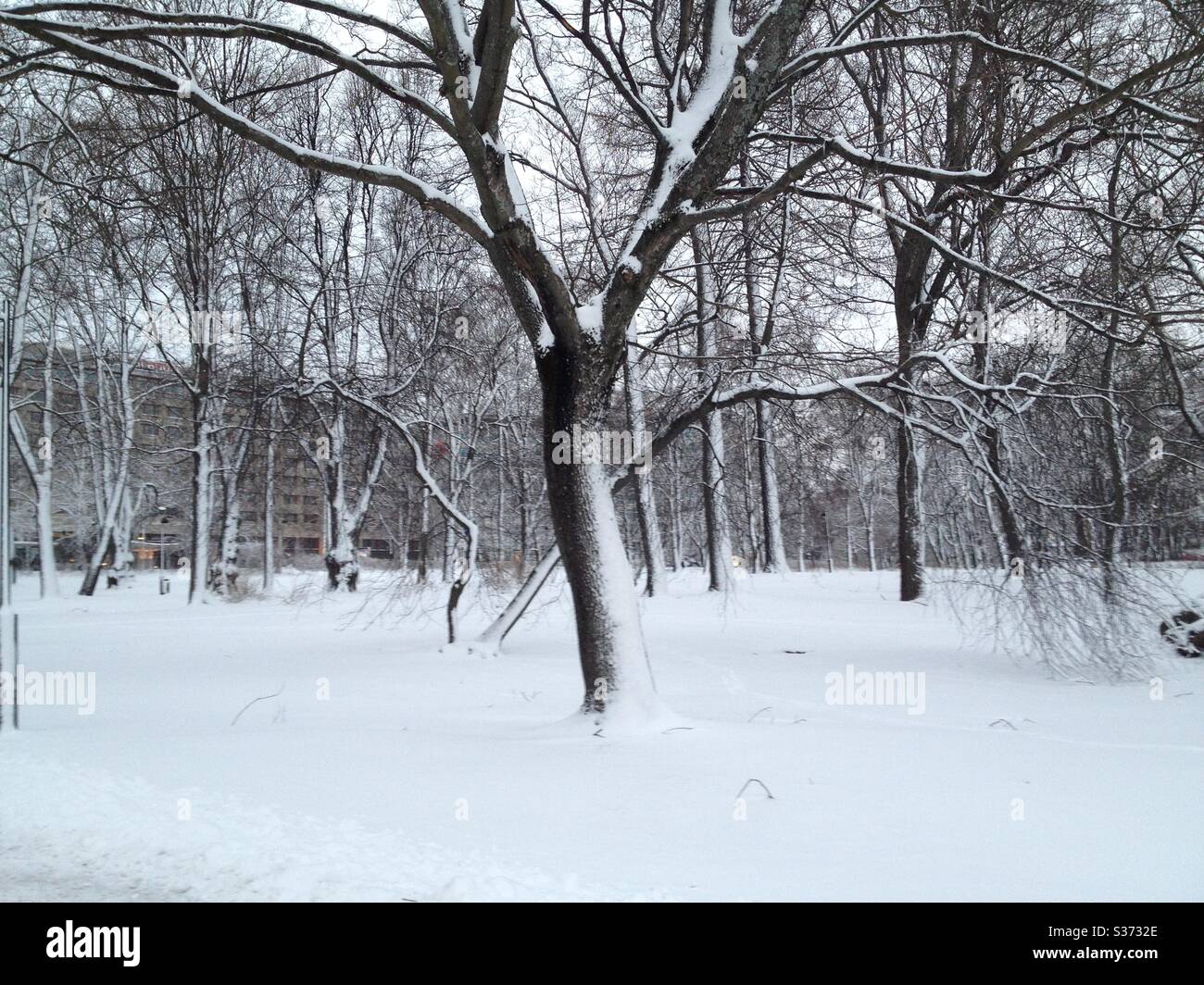 La neige couvrait les arbres dans un parc. Banque D'Images