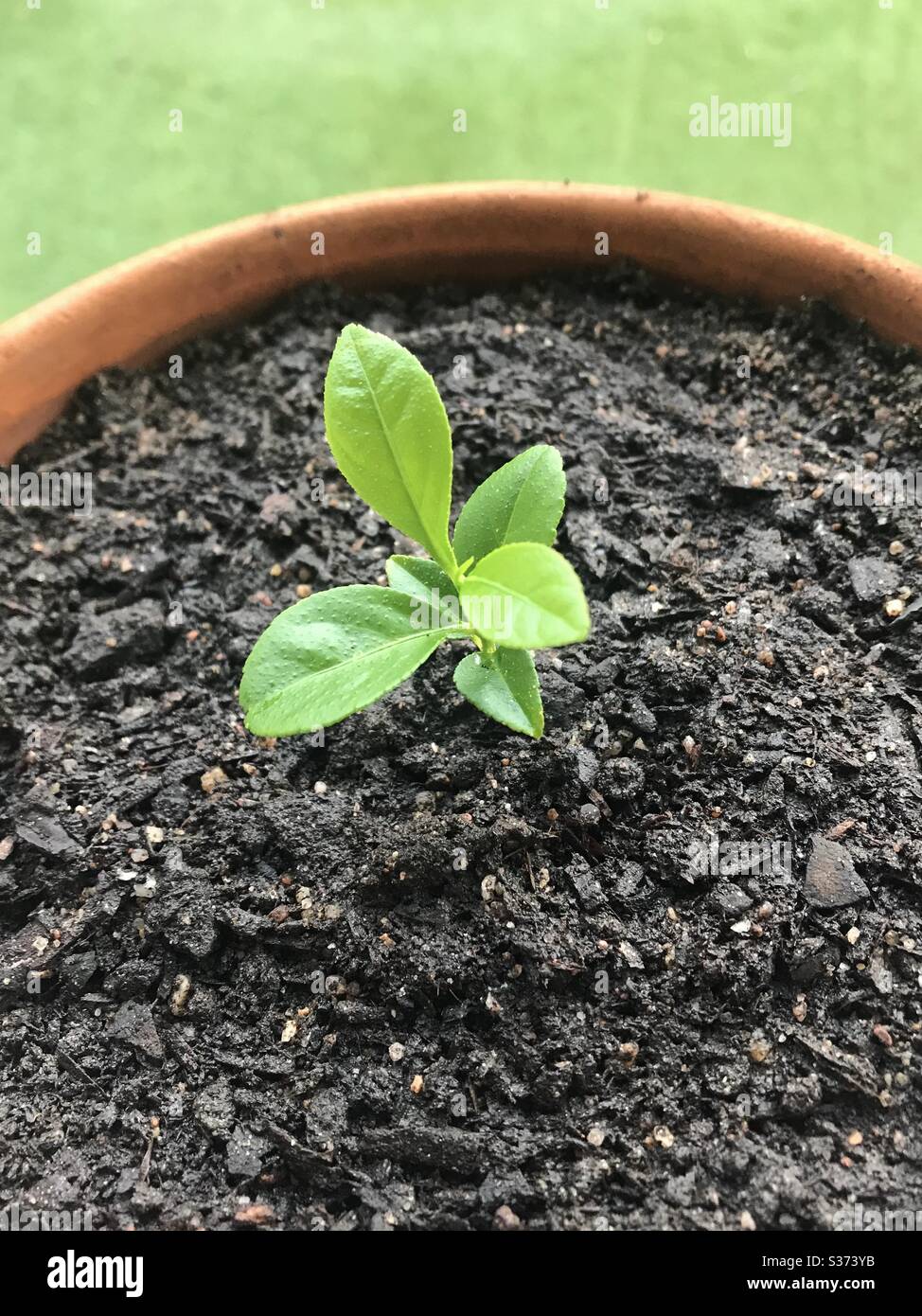 Plantule de citronniers. - Image de stock capturée avec un smartphone