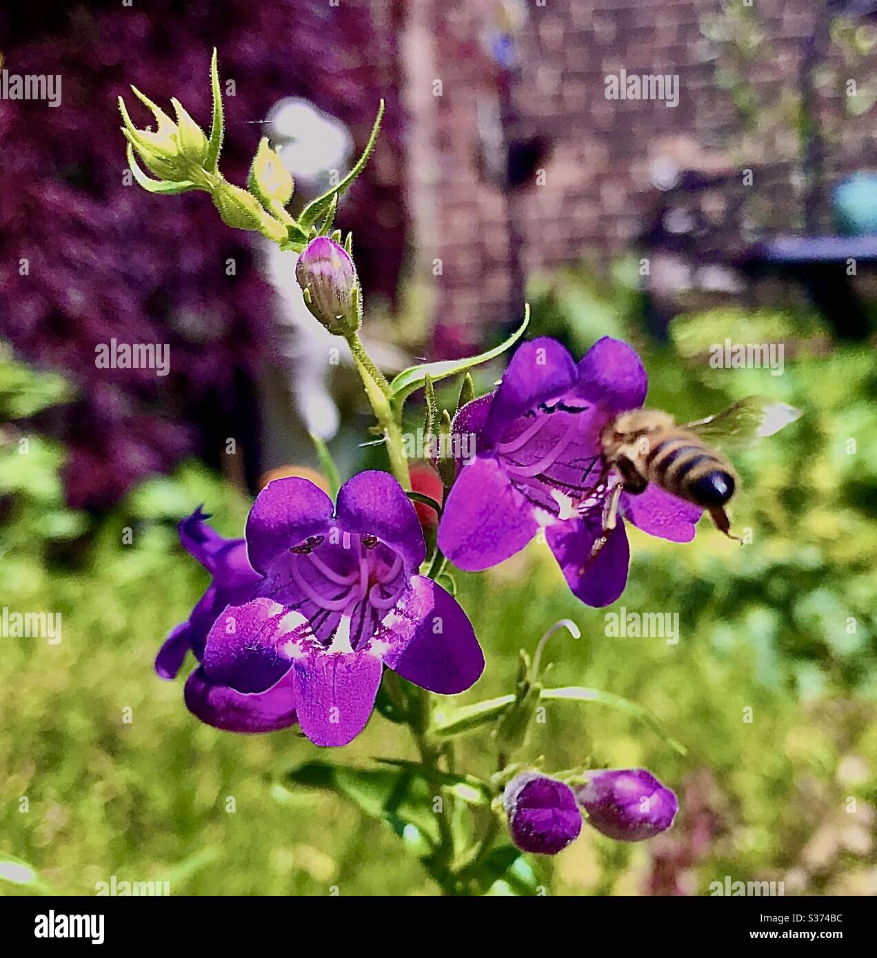 Sauver les abeilles Banque D'Images