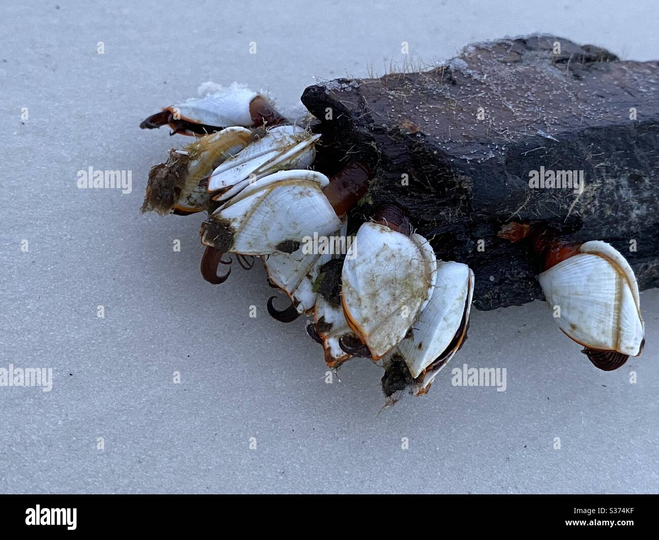 Des barnacles sur un morceau de bois de flotté dans le sable Banque D'Images