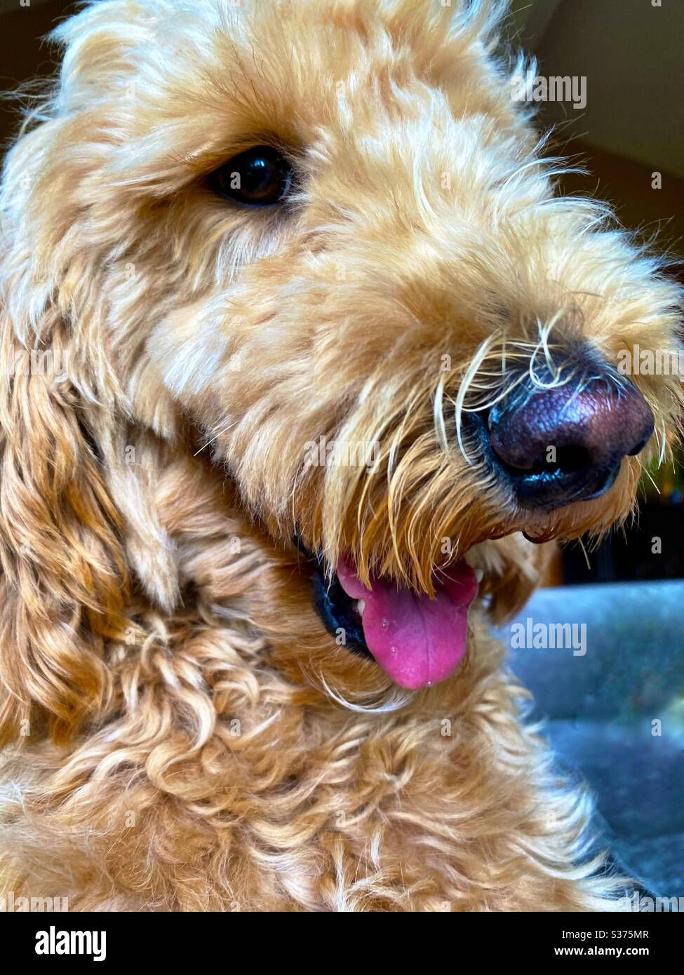 Portrait d'un joyeux doré. Banque D'Images