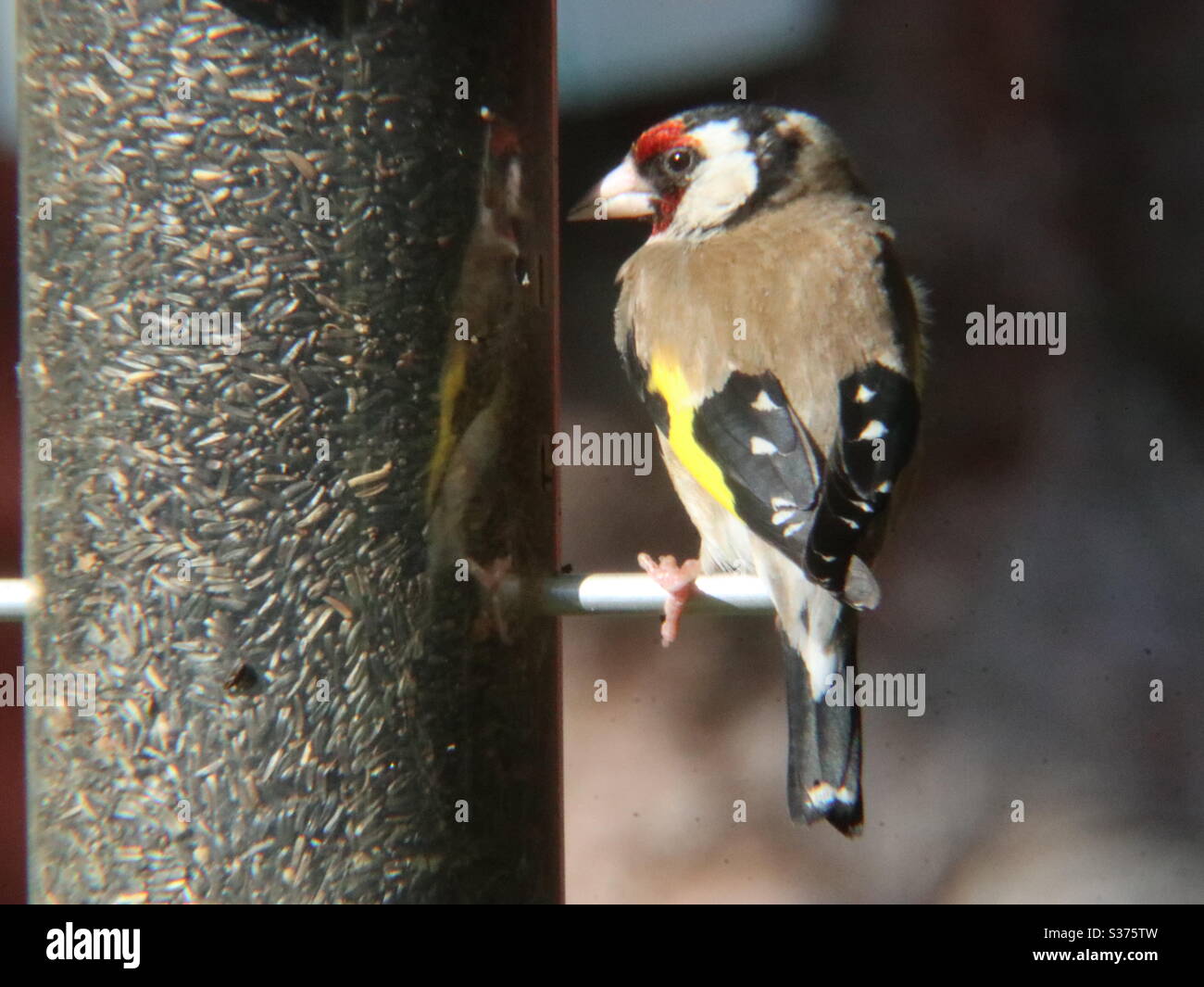 Européen Goldfinch se regardant tout en ayant un snack Banque D'Images