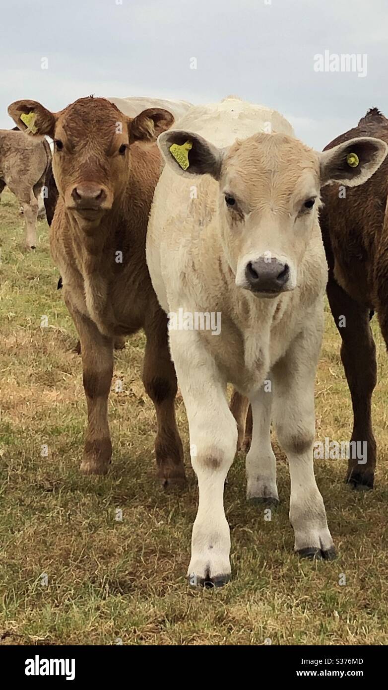 Jeunes vaches de ferme - Image de stock capturée avec un smartphone