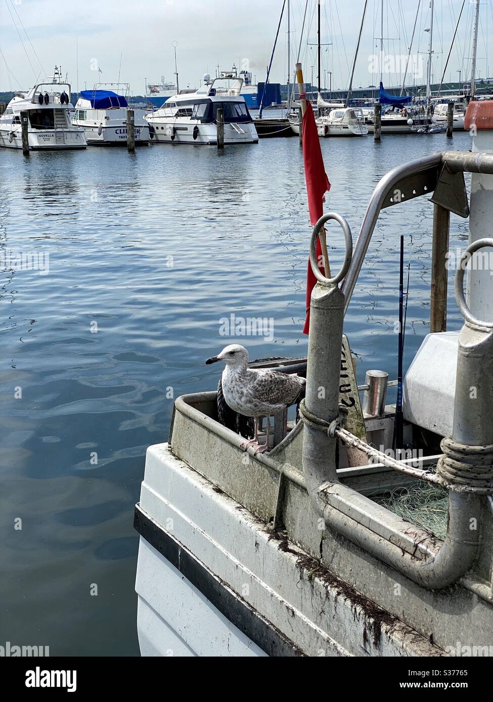 Mouette assise sur le bateau - Image de stock capturée avec un smartphone