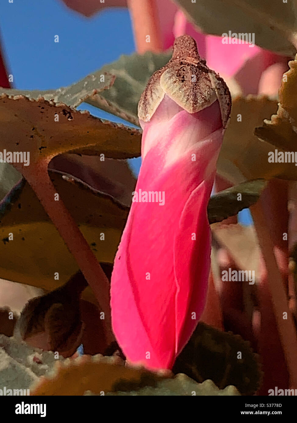 Le bourgeon Cyclamen rose chaud, le dessus semble être dépoussiéré avec de la saleté ou du chocolat - Image de stock capturée avec un smartphone