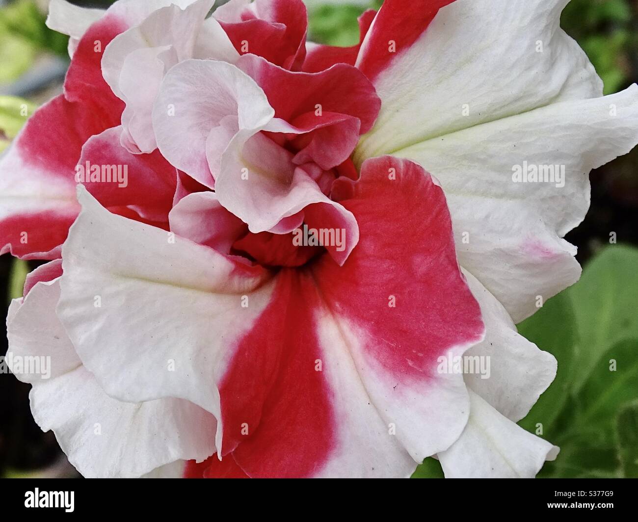 pétunia rose et blanc en plein soleil Banque D'Images
