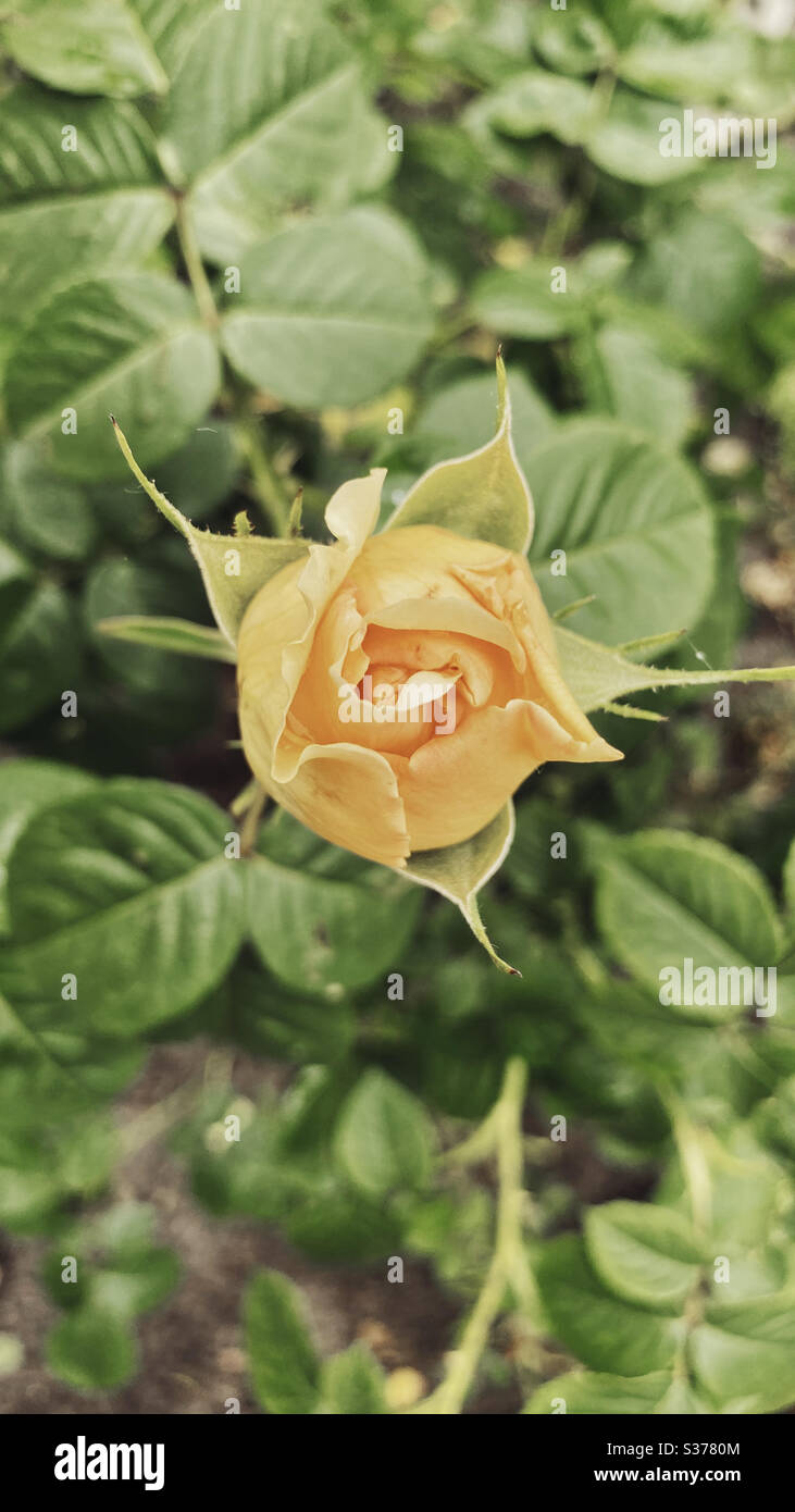Fleur rose, jardin, rose jaune Banque D'Images