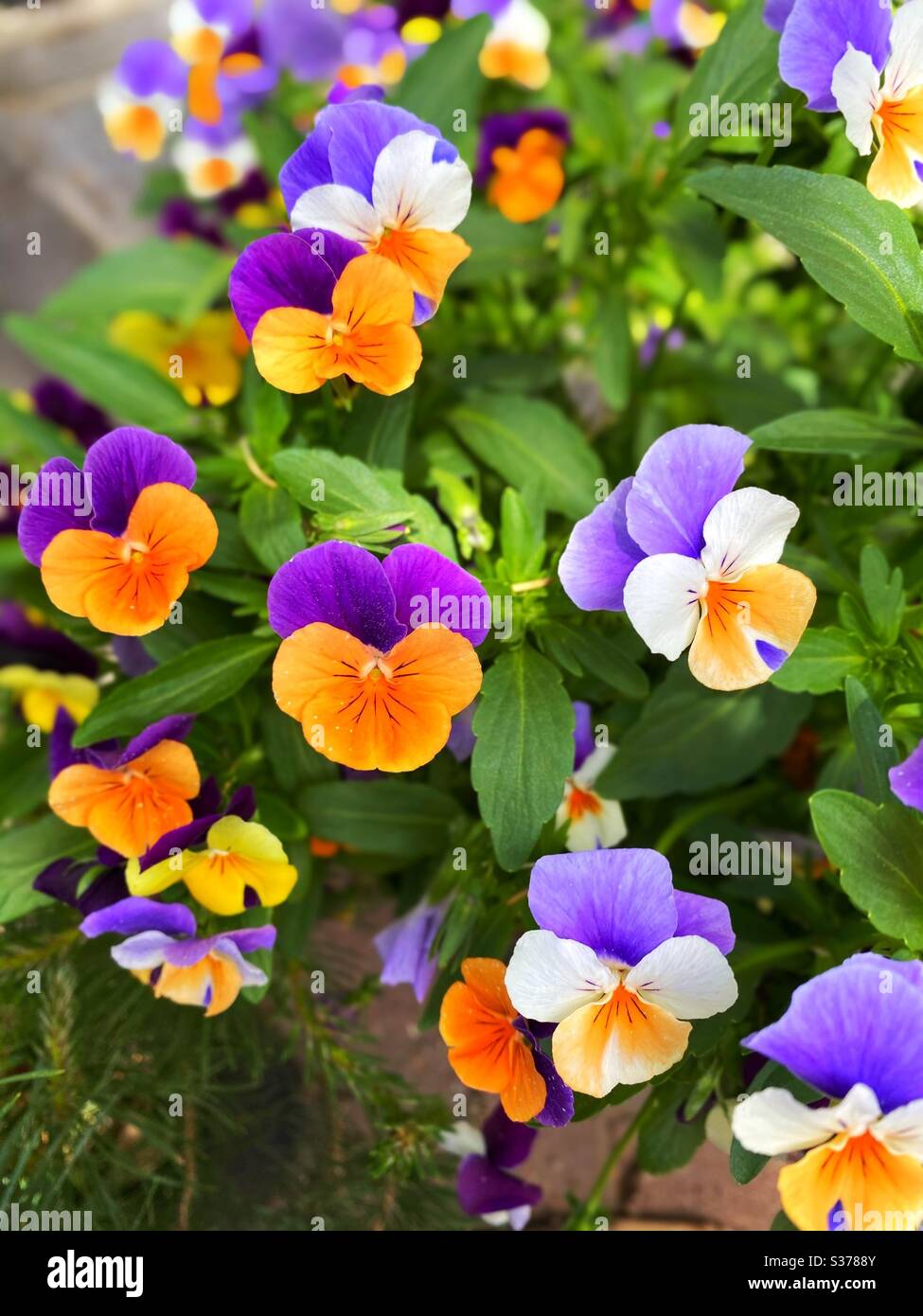 Fleurs de pansy orange et violet dans le jardin - Image de stock capturée avec un smartphone