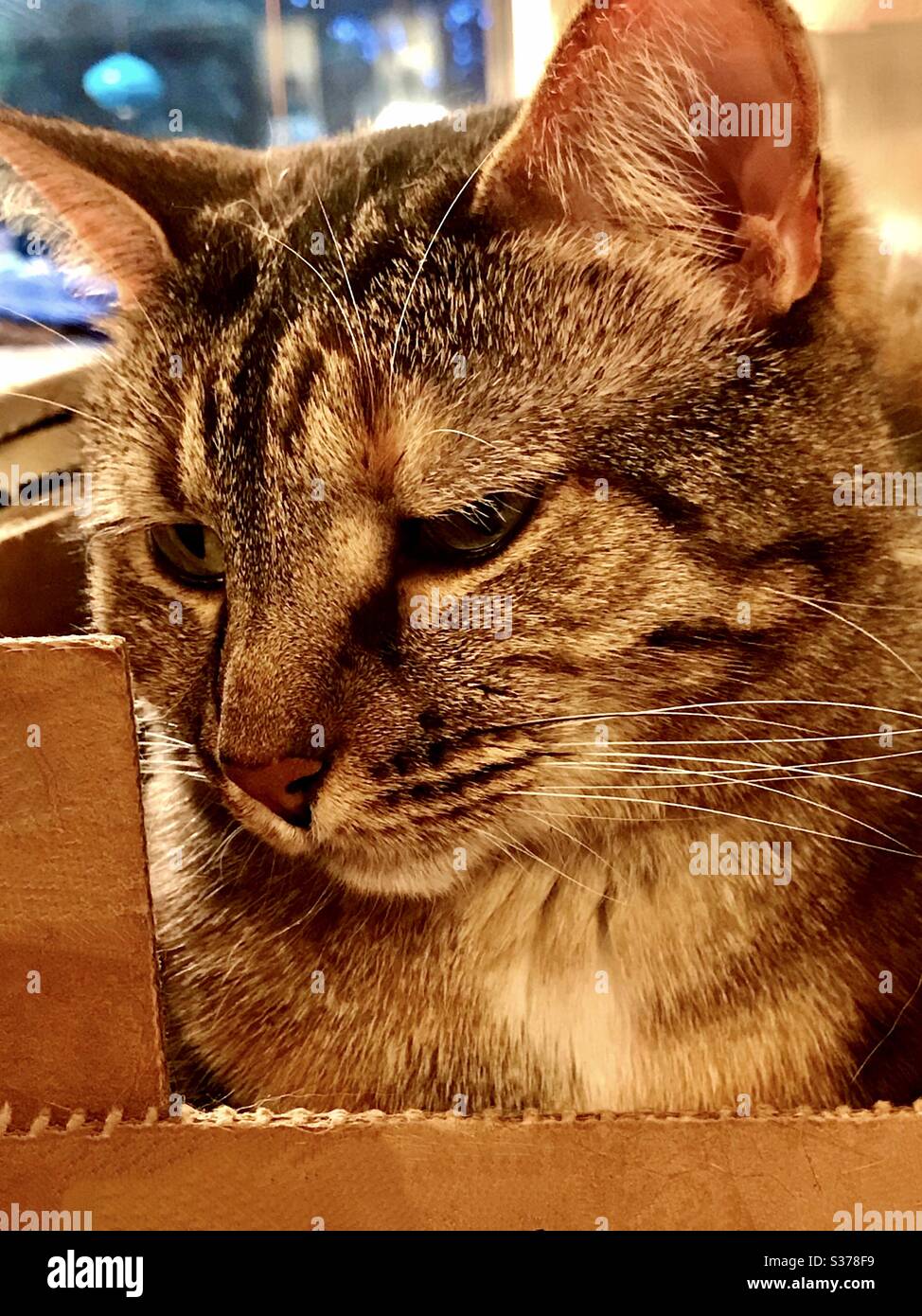 Portrait de beau chat brun tabby avec les yeux verts compagnon d'intérieur animal femelle spayé sauvetage domestique ou américain shorthair Banque D'Images