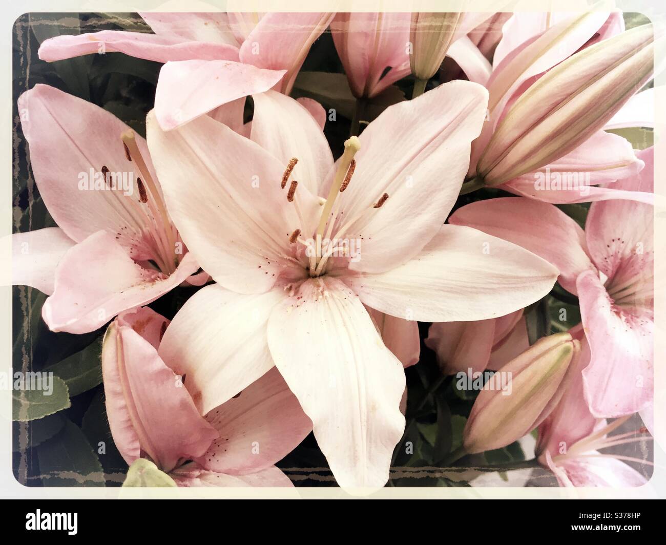Gros plan de lys roses et blancs en pleine floraison Banque D'Images