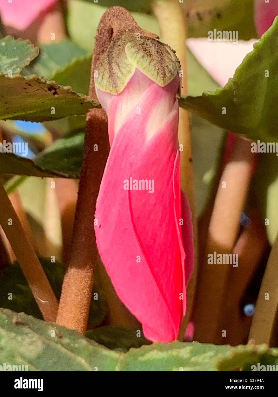 Cyclamen buc rose vif - Image de stock capturée avec un smartphone