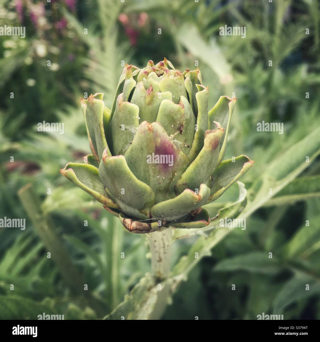 Fleur de l'artichaut - Image de stock capturée avec un smartphone