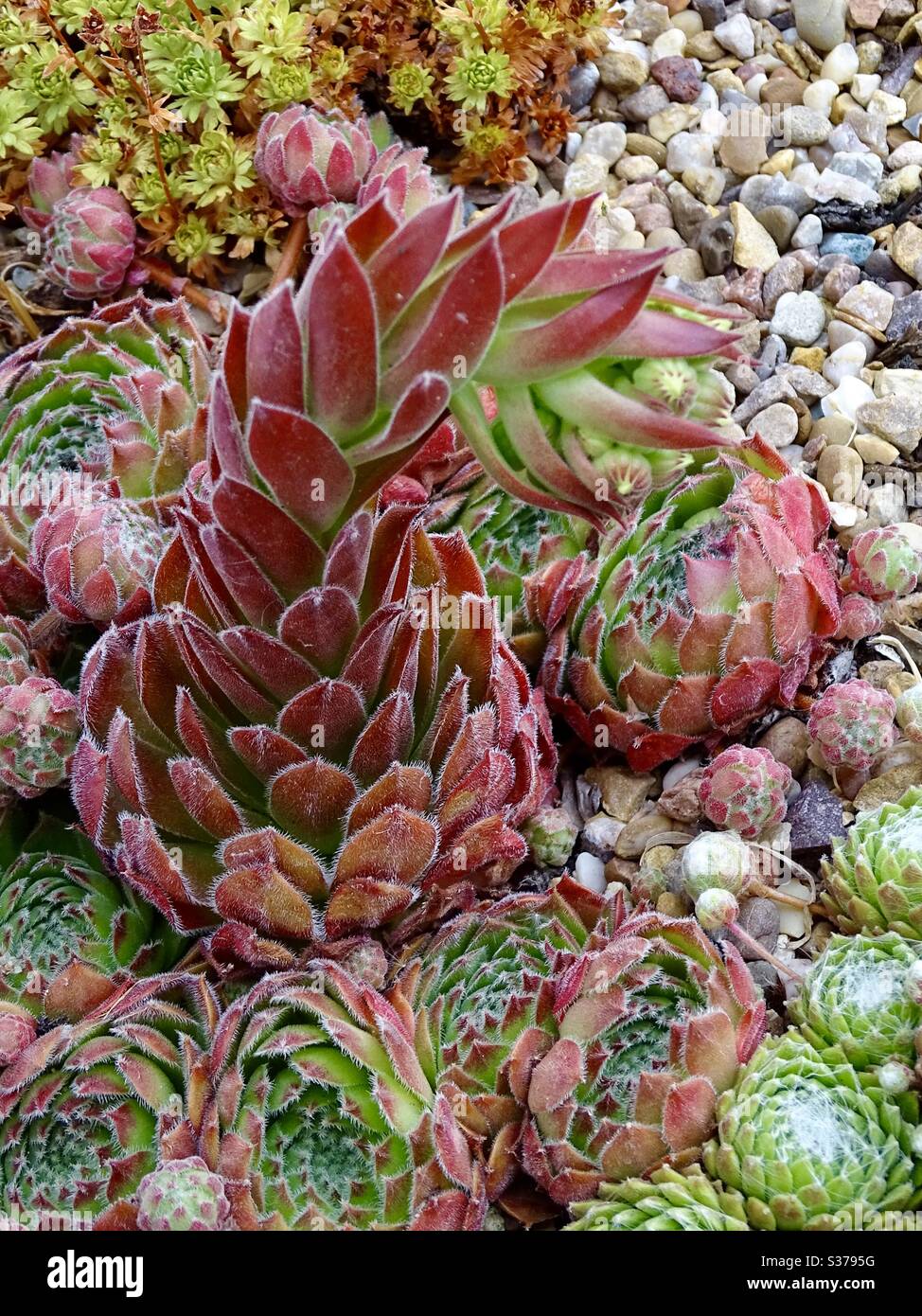 Fleurs de sempervivum colorées au début de l'été Banque D'Images