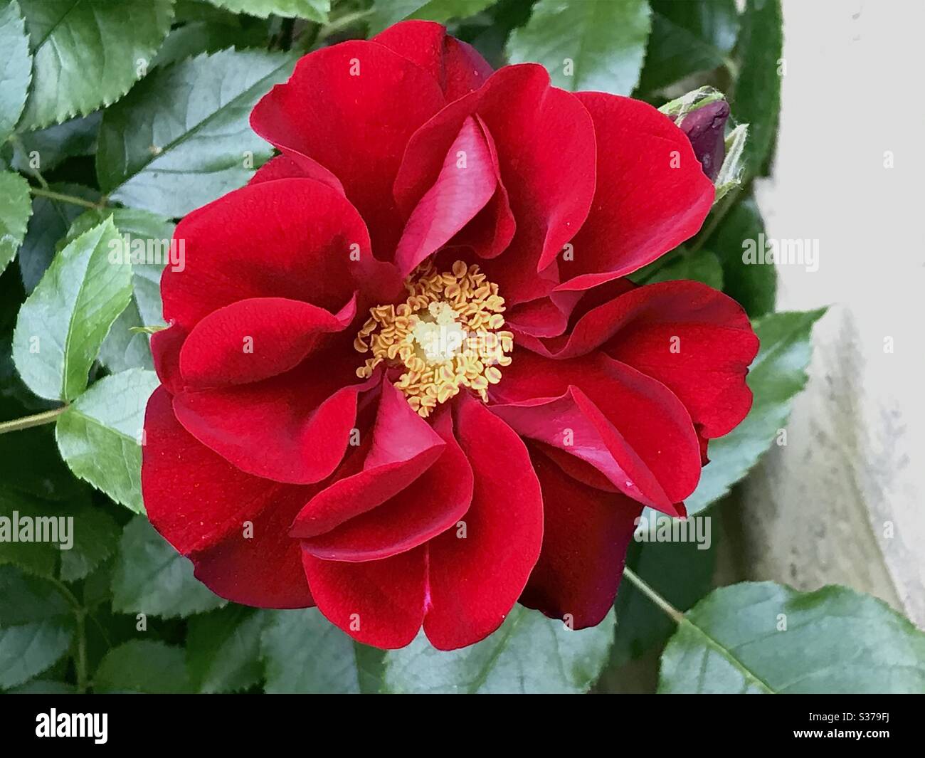Magnifique fleur rose rouge. - Image de stock capturée avec un smartphone