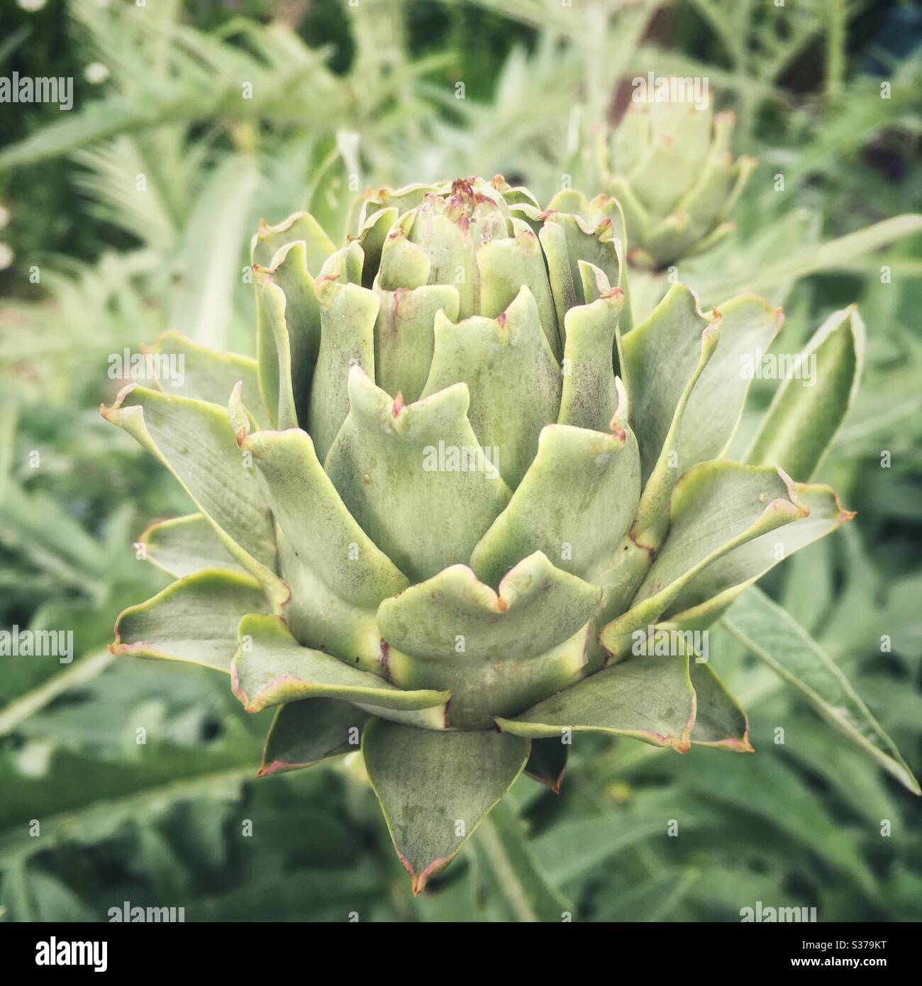 Fleur d'artichaut italien - Image de stock capturée avec un smartphone