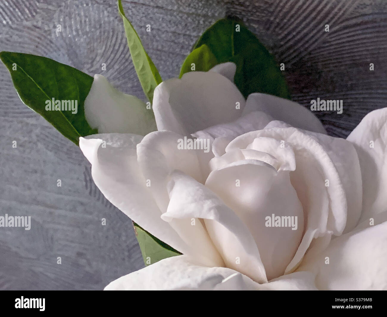 Fleur de jardinia blanche sur fond argenté - Image de stock capturée avec un smartphone