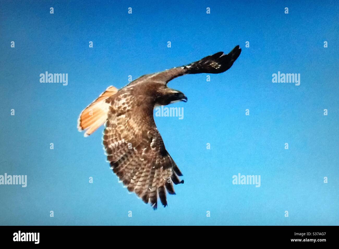 Buse à queue rouge, Buteo jamaicensis, oiseaux de l'Amérique du Nord, oiseaux, oiseaux de l'Amérique du Nord, rapateur, faune, nature Banque D'Images Buse à queue rouge, Buteo jamaicensis, oiseaux de l'Amérique du Nord, oiseaux, oiseaux de l'Amérique du Nord, rapateur, faune, nature Banque D'Images