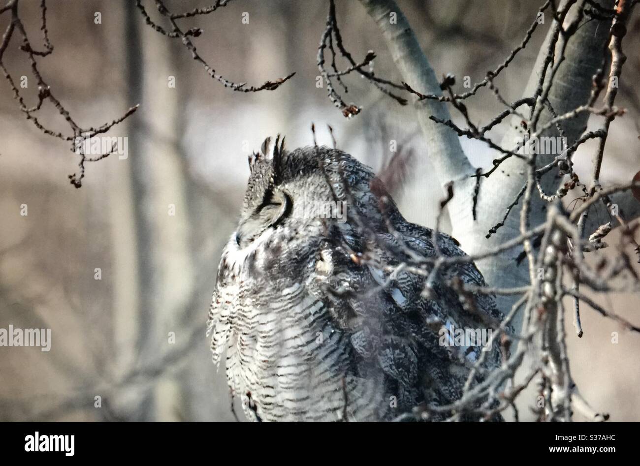 Grand hibou des cornes, Bubo virginianus, hibou, rapateur, oiseaux d'Amérique du Nord, faune, oiseaux d'Amérique du Nord, oiseaux de proie, butte Banque D'Images Grand hibou des cornes, Bubo virginianus, hibou, rapateur, oiseaux d'Amérique du Nord, faune, oiseaux d'Amérique du Nord, oiseaux de proie, butte Banque D'Images