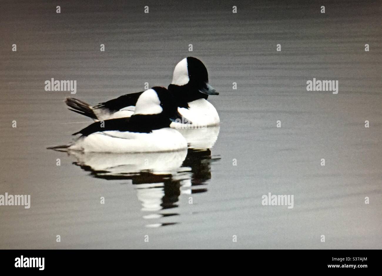 Oiseaux de l'Amérique du Nord . Bufflehead, Bucephala albéola, oiseaux d'Amérique du Nord, sauvagine, faune, canards. Noir, blanc, paire, couple Banque D'Images Oiseaux de l'Amérique du Nord . Bufflehead, Bucephala albéola, oiseaux d'Amérique du Nord, sauvagine, faune, canards. Noir, blanc, paire, couple Banque D'Images