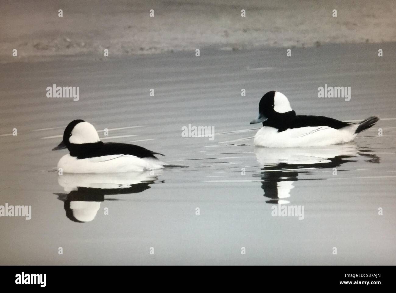 Oiseaux de l'Amérique du Nord . Bufflehead, Bucephala albéola, oiseaux d'Amérique du Nord, sauvagine, faune, canards. Noir, blanc, paire, couple Banque D'Images Oiseaux de l'Amérique du Nord . Bufflehead, Bucephala albéola, oiseaux d'Amérique du Nord, sauvagine, faune, canards. Noir, blanc, paire, couple Banque D'Images