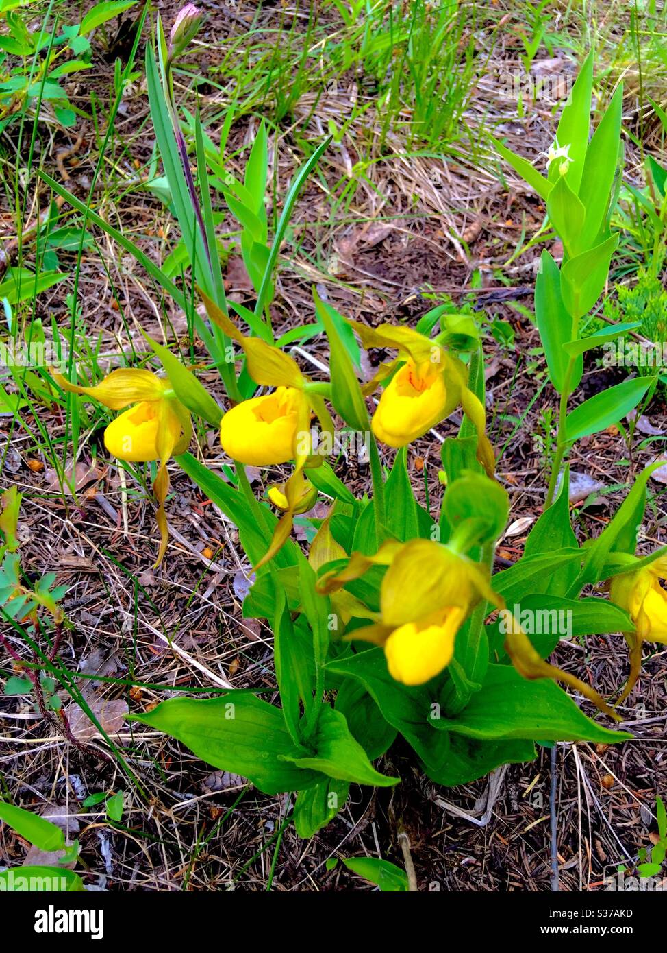 Fleurs sauvages de l'Alberta, Canada, Cypripedium parviflorum, Yellow Lady's Slipper, Banque D'Images