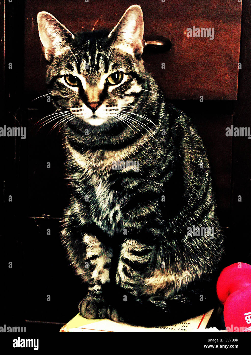 Portrait de beau chat marron tabby avec les yeux d'or magnifiques chat de secours femelle vivant maintenant comme compagnon intérieur animal domestique ou américain shorthair Banque D'Images