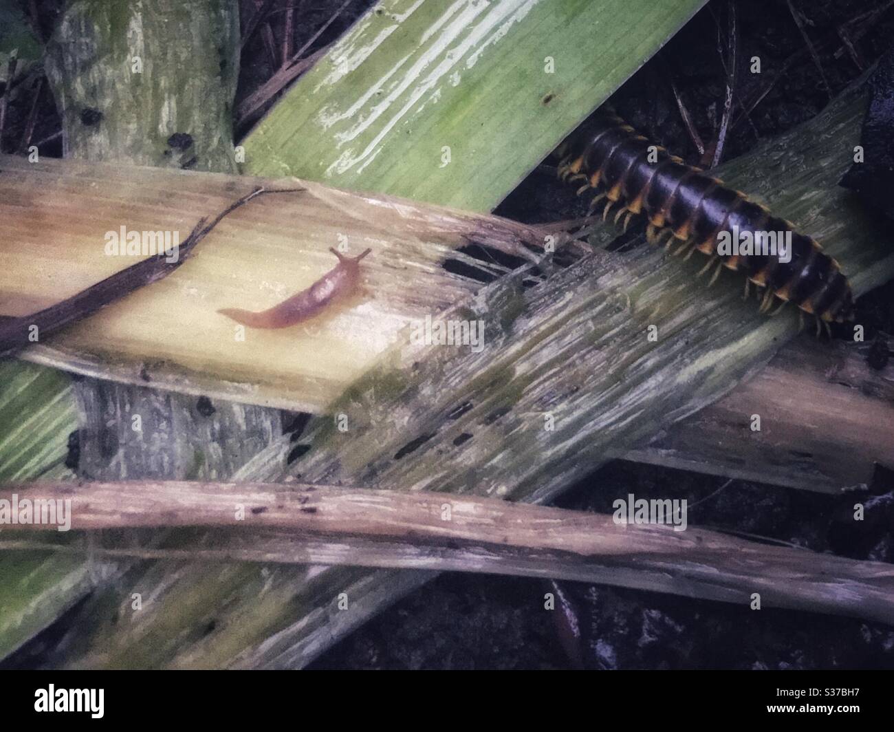 Les résidents du jardin - millipede et de limace vivent parmi les feuilles d'iris crossing décaisées dans le jardin de fleurs - Image de stock capturée avec un smartphone