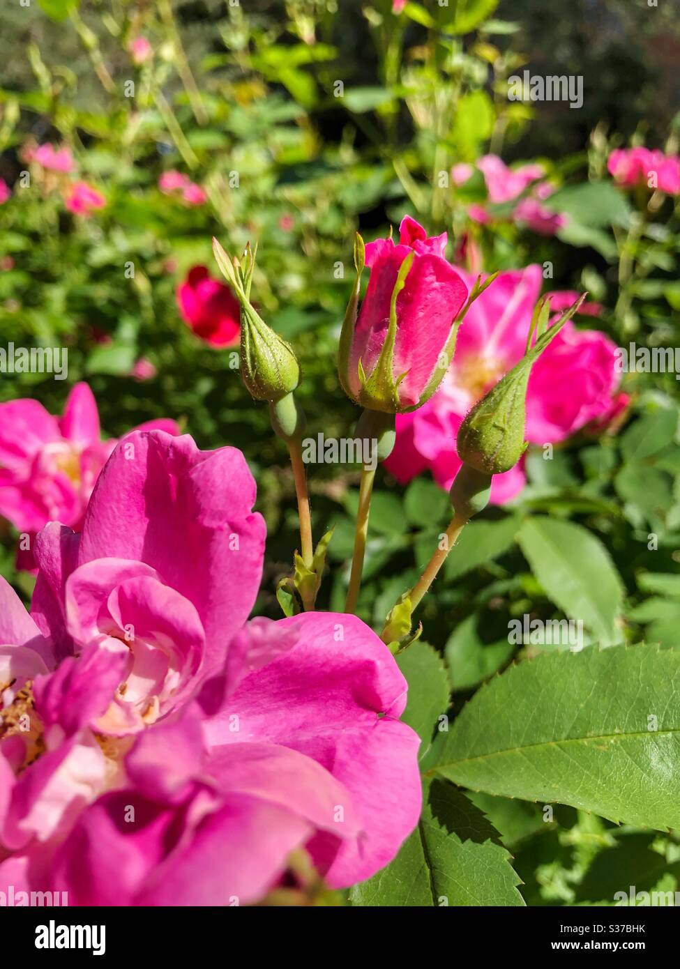 Roses rouges en fleur. - Image de stock capturée avec un smartphone