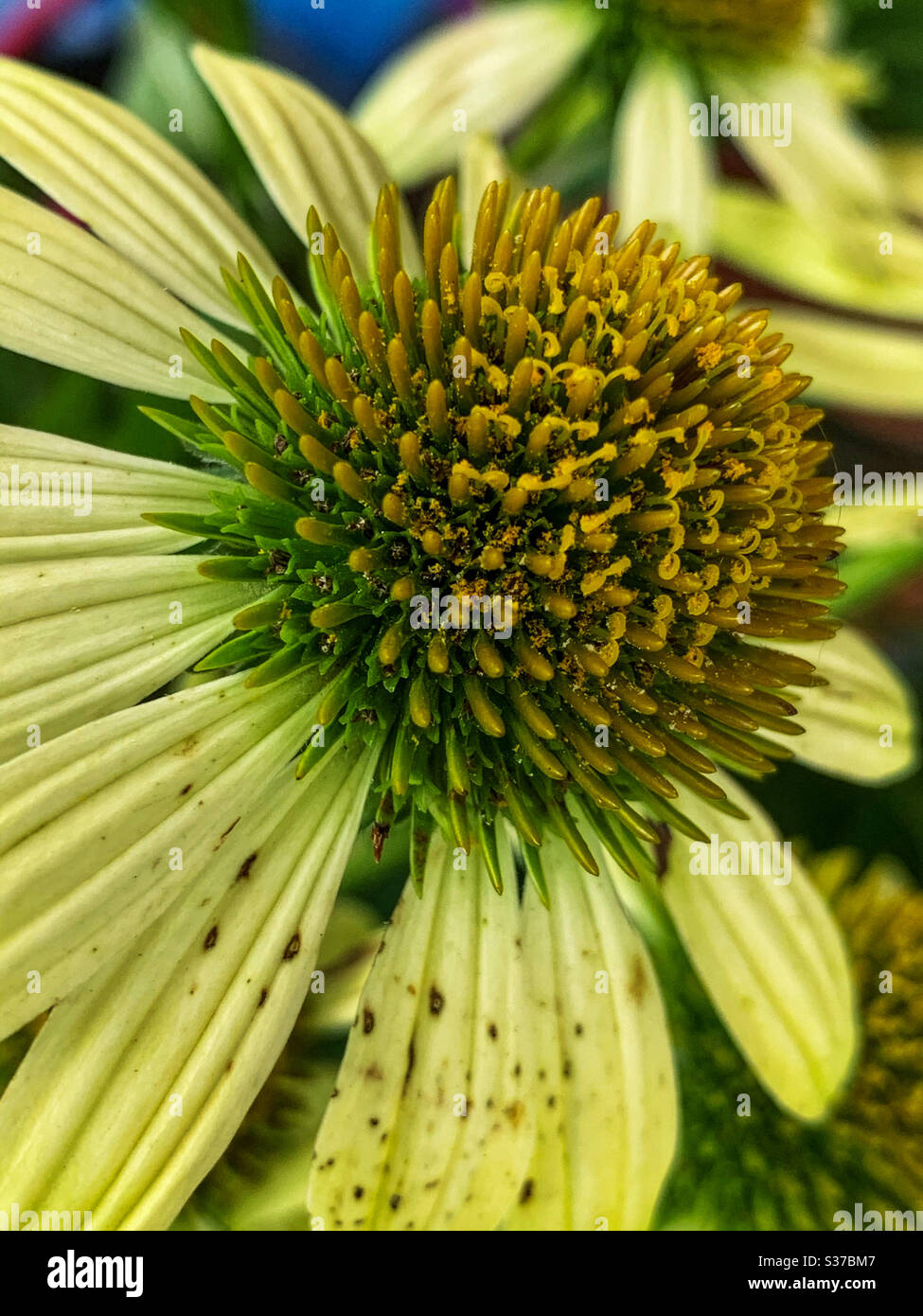 Echinacea ou fleur conique Banque D'Images