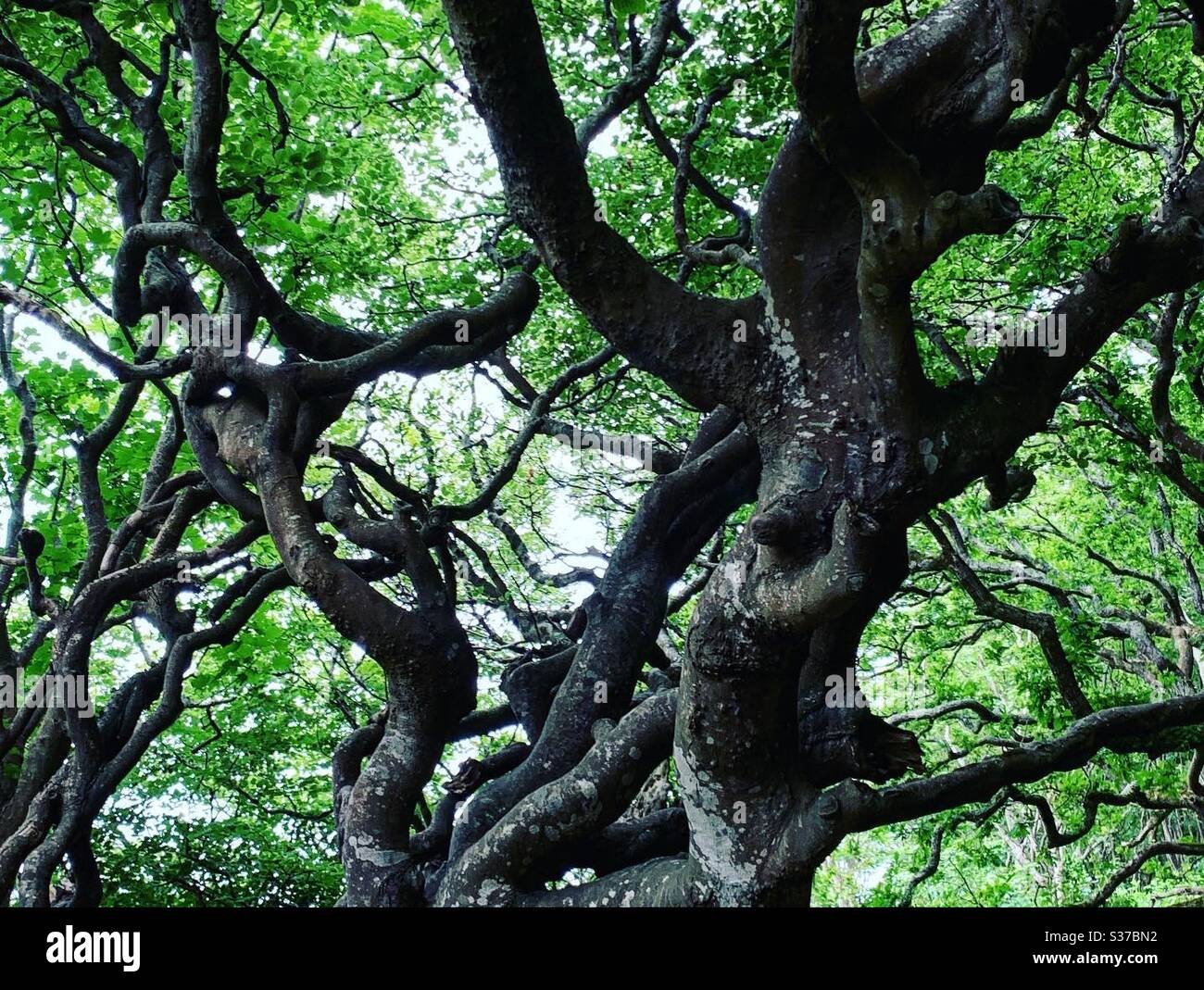 Arbre venteux et spirales avec quelques contes à raconter au coeur de la terre, Hartland, nord Devon, Royaume-Uni. Banque D'Images