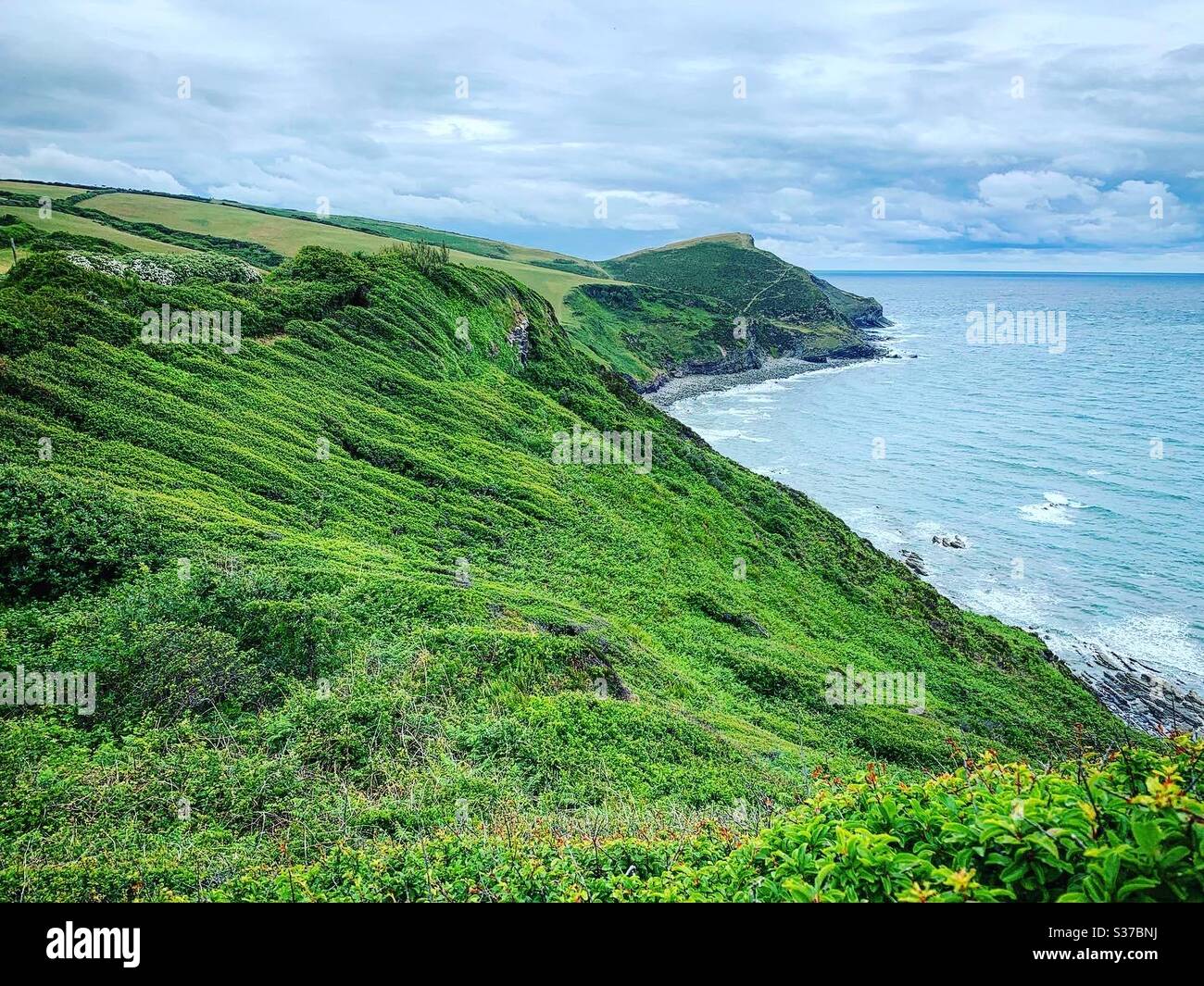 Crackington Haven aux angles du sentier de la côte sud-ouest marchez sur les côtes sauvages de Cornish et la flore verdoyante. Banque D'Images