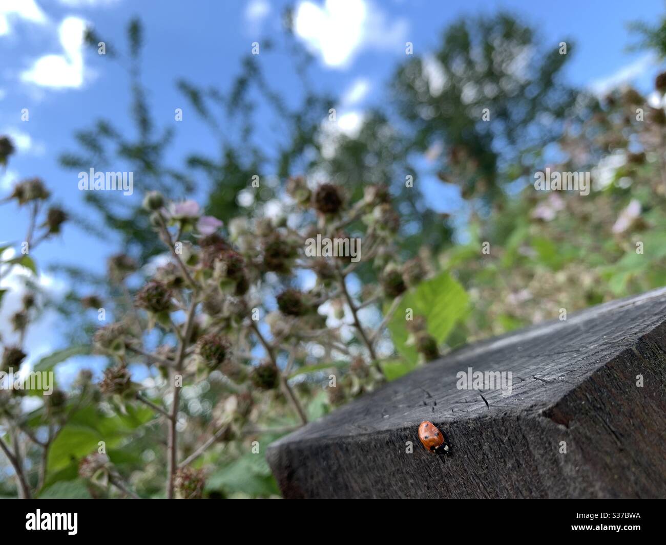Ladybird sur un poste de clôture, au soleil Banque D'Images
