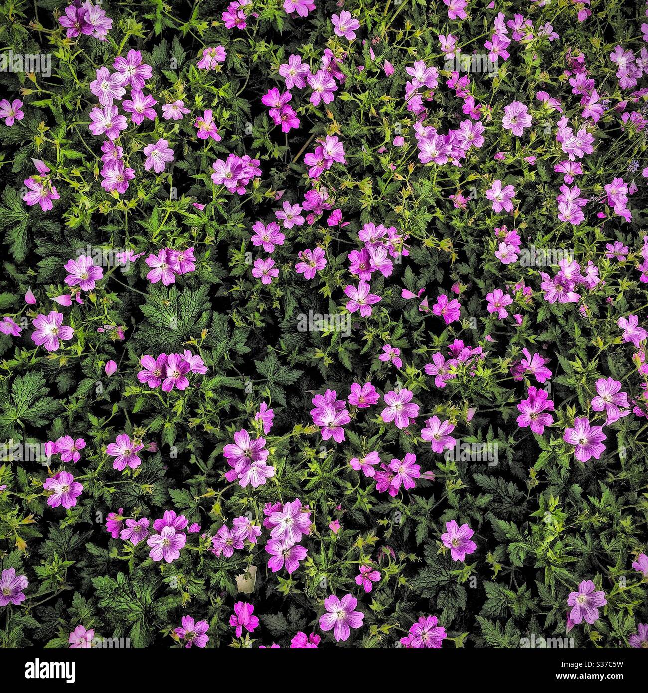 Gros plan sur les fleurs bleues dans le jardin sensoriel du parc de la place Beckenham - Image de stock capturée avec un smartphone