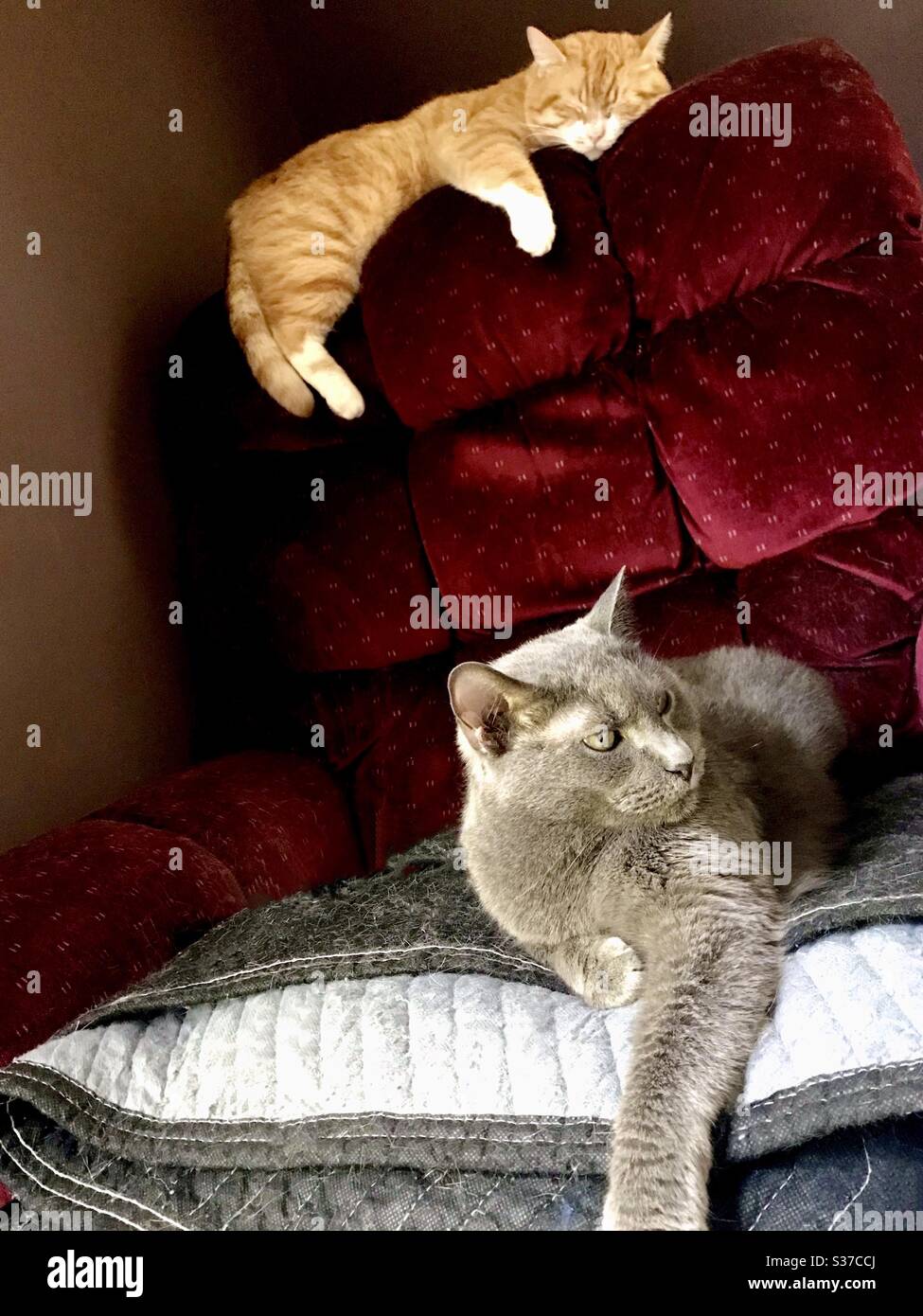 Portrait de deux chats couchés et se détendant sur un fauteuil inclinable en cambrioleur. Un chat est turc Van avec les yeux de couleur ambre magnifique et l'autre est russe bleu et a des yeux verts. Banque D'Images