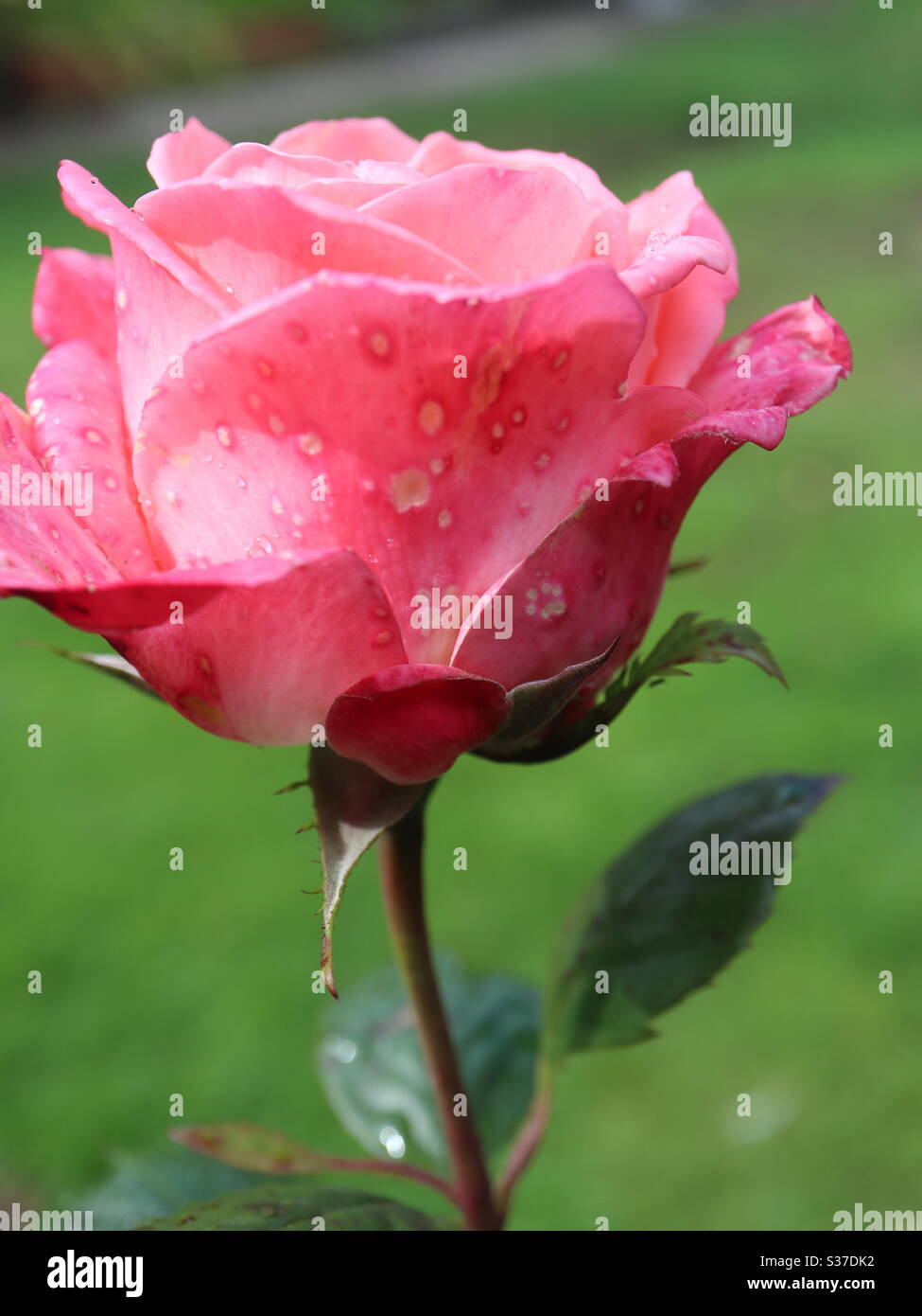 Rouge Rose rouge en fleur - Image de stock capturée avec un smartphone