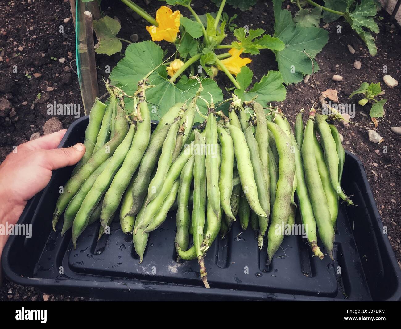 Fèves fraîchement cueillies sur un jardin en juin 2020 - Image de stock capturée avec un smartphone