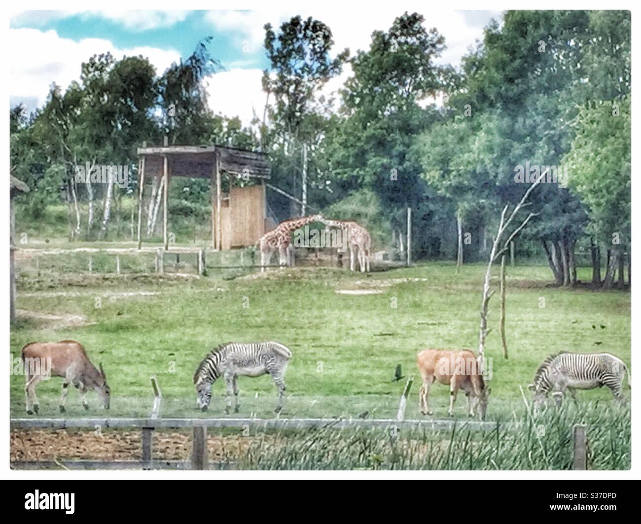 Girafe et zébrée en plein air au zoo de chessington Banque D'Images