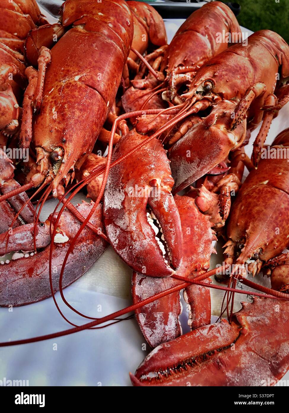 Homards sur un plateau - Image de stock capturée avec un smartphone