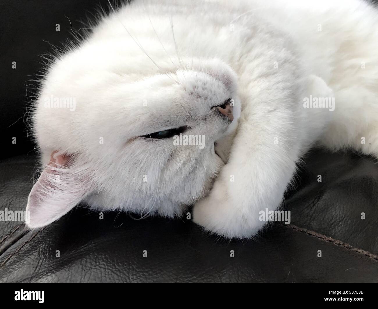 Chat Blanc A Bout Noir Et Poil Court Britannique Dans Une Posture Mignonne Endormi Avec Patte Courbe Sous La Tete Photo Stock Alamy
