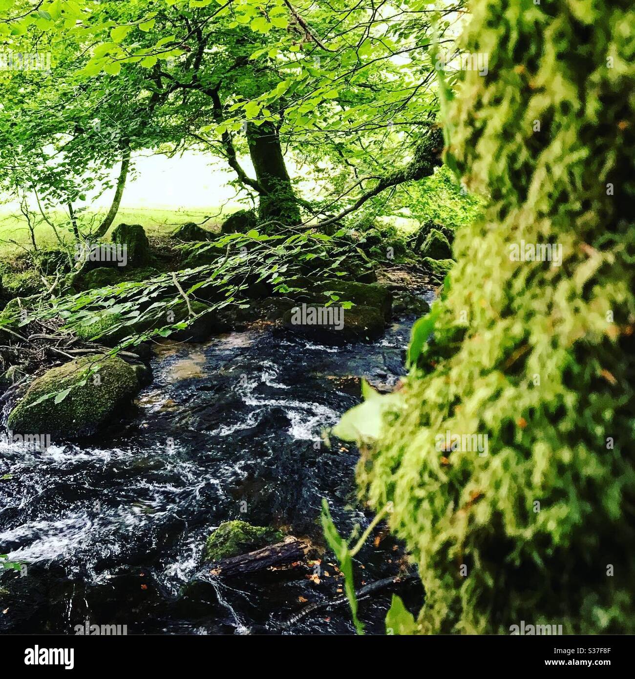 Au-delà de la mousse à Golita Falls, Cornwall Banque D'Images